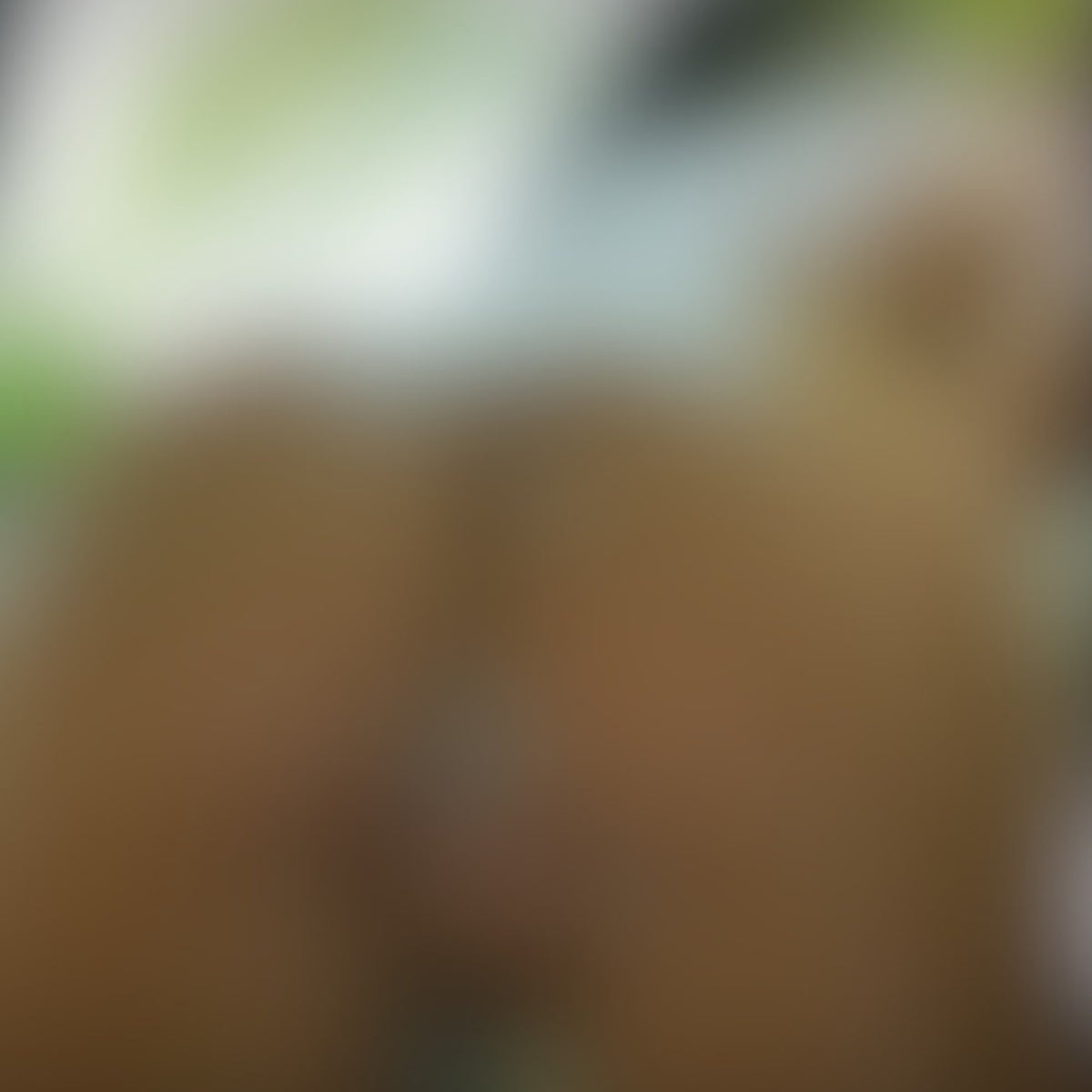 coochie (4 pics 1 video)